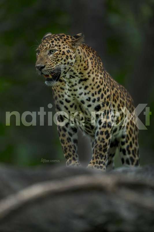 Representational image